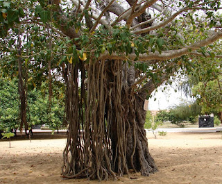 The Nuga tree (Vitex negundo), found in Asia and Africa, displays aromatic leaves and purple flowers. With medicinal properties, it's utilized in traditional remedies for various ailments. Its hardy nature makes it adaptable to diverse climates, while culturally, it holds significance in folk medicine and religious rituals.