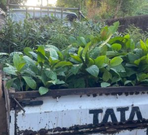 Read more about the article Gifted saplings to our organization