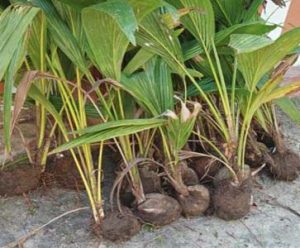 Read more about the article 80 Coconut Trees provided to pungudutivu island’s people